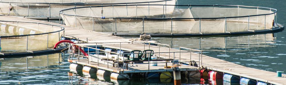 Otippade fisken som dominerar Sveriges fiskproduktion